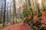Fototapeta Pomosty - Jesień w lesie buków.