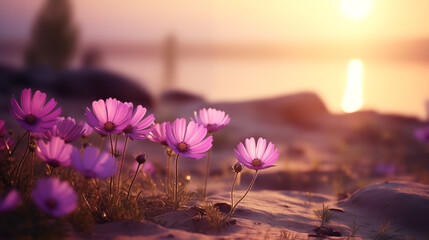 Wall Mural - Wild purple daisies reveling in the soft sunset light on a coastal landscape