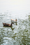 Fototapeta Zwierzęta - Two ducks swimming on the water