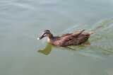 Fototapeta Zwierzęta - Duck swimming on the water