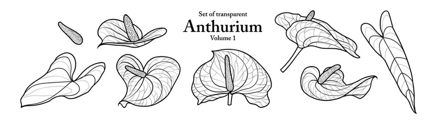 Wall Mural - A series of isolated flower in cute hand drawn style. Anthurium in black outline and white plain on transparent background. Drawing of floral elements for coloring book or fragrance design. Volume 1.