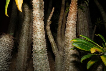 Wall Mural - Pachypodium saundersii is a slow-growing succulent shrub with a thick, cylindrical trunk that can reach heights of up to 8 feet (2.4 meters) tall. |白马城