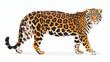Hand drawn vector illustration of a jaguar. 