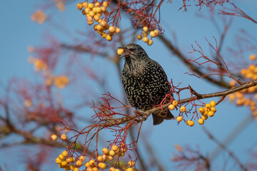 Aufkleber - A close up of a starling, Sturnus vulgaris,  captured as it perches high in a tree feeding on the yellow berries. Taken as it has a berry in its beak. The background is a clear blue sky