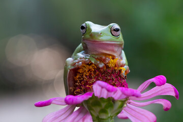 Sticker - Dumpy frog 