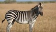 A Zebra In A Safari Expedition