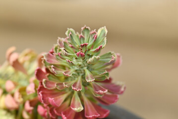 Poster - Close-up of Euphorbia ritchiei with tricolor shade (yellow, green, red), a colorful succulent plant with natural soft light for decorating in the garden.