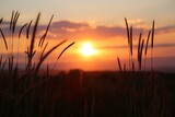 Fototapeta Natura - The sunrise peeks through a few blades of grass, illuminating the landscape with a gentle warmth, heralding the start of a new day.