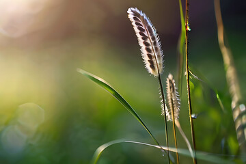 Original beautiful background image in banner format of juicy fresh grass with dew drops illuminated by morning sun in nature. Generative AI