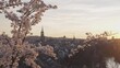 Bern Rosengarten mit blühendem Kirschbaum, Fokus auf Kirschbaum, Sicht auf Altstadt