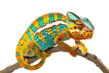 Fototapeta Zwierzęta - Yellow blue lizard Panther chameleon isolated on white background