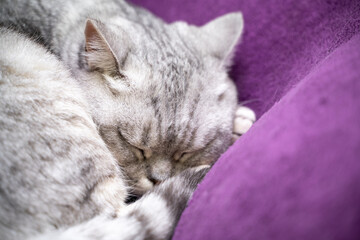 Wall Mural - scottish straight cat is sleeping. Close-up of a sleeping cat muzzle, eyes closed. Against the background of a purple blanket. Favorite Pets, cat food.