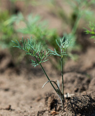 Poster - fresh dill greens with seeds as a background