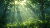 Fototapeta Mapy - sun rays in the forest