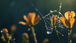 A closeup photo of a delicate spiderweb