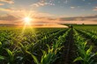 A tractor sprays pesticides in a cornfield at sunset creating a beautiful and serene agricultural scene. Concept Agricultural scene, Sunset in cornfield, Tractor spraying pesticides