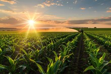 A Tractor Sprays Pesticides In A Cornfield At Sunset Creating A Beautiful And Serene Agricultural Scene. Concept Agricultural Scene, Sunset In Cornfield, Tractor Spraying Pesticides