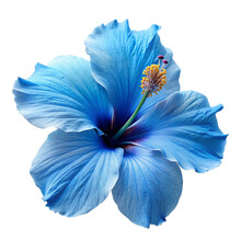 Blue Hibiscus Flower On White Background, Isolated On Transparent Background.