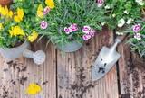 Fototapeta Tulipany - directly above view on colorful spring  flowers in flowerpot with  shovel and dirt on a wooden table