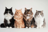Fototapeta Koty - Four Majestic Long-Haired Cats Sitting Side by Side Against a Neutral Background