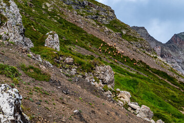 Wall Mural - Huge chamois herd on steep grass of Col di Lana hill in the Dolomites