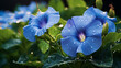  Dewdrops glistening on the velvety petals of a morning glory.
