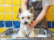 yorkshire terrier puppy in the hands
Professional Dog Grooming Service: Worker Washing Westie Puppy in Dog Shop
