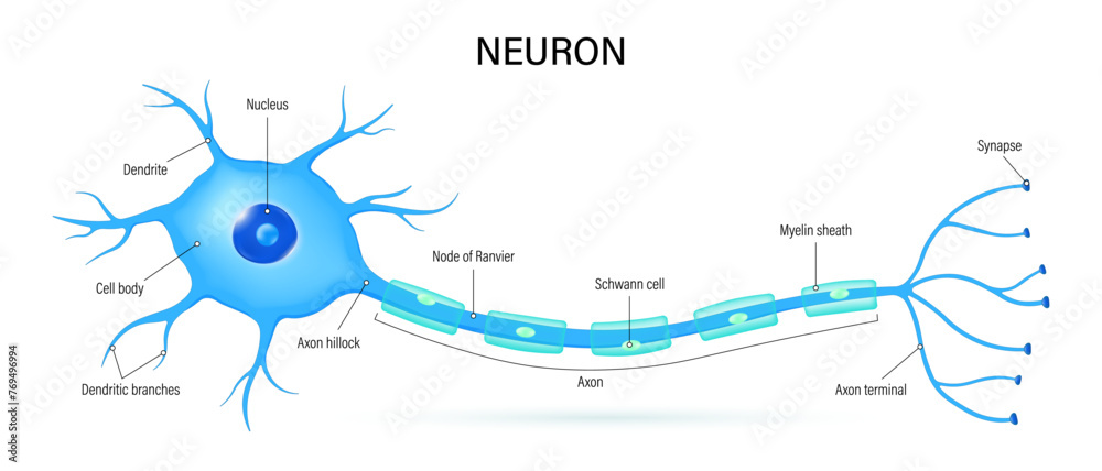 Neuron anatomy vector. Nerve cell diagram. Axon, dendrites and synapse ...