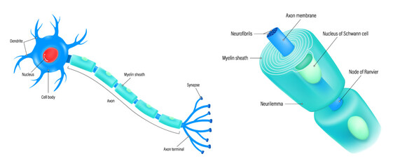 Neuron and components of the Myelin sheath vector. Anatomy of a typical human neuron.
Cell body, dendrite, Axon, Synapse, myelin sheath, node Ranvier and Schwann cell.