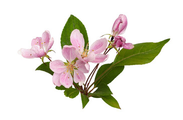 Wall Mural - Twig of pink flowers and green leaves of Malus floribunda (profusely flowering apple) isolated on white or transparent background