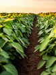 © oticki - Dynamic low angle shot capturing the vibrant green foliage of a dense soybean crop against a clear sky