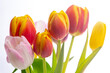 Tulpen Blumen Frühling