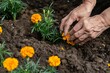 closeup of hands planting marigolds in soil