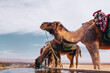 Caravan camels drinking water in an oasis in Sahara desert Morocco
