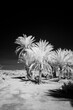 Infrared black and white photography of palm trees on Sahara desert close to Foumz Guid in Morocco. 850 nm filter
