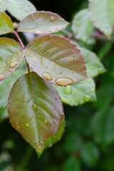 Wall Mural - Rose leaves with water drops in the garden.