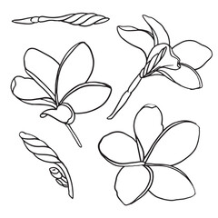 Wall Mural - Ink, pencil, the leaves and flowers of Plumeria isolate. Line art transparent background. Hand drawn nature painting. Freehand sketching illustration.