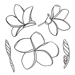 Wall Mural - Ink, pencil, the leaves and flowers of Plumeria isolate. Line art transparent background. Hand drawn nature painting. Freehand sketching illustration.