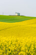 Rapeseed field bright yellow flowers and silo in background