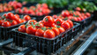 Tomatoes are arranged in plastic crates on a conveyor belt, The conveyor belt transports tomatoes for sorting.