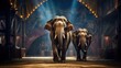 elephant circus show 8k photography, ultra HD, sharp