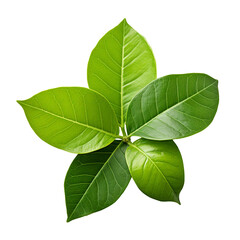 Wall Mural - Citrus tree leaf isolated on transparent background
