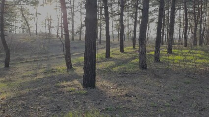 Wall Mural - spring grass in the forest. the first green grass in the forest. pine forest and green grass. log profile. decolorized video.