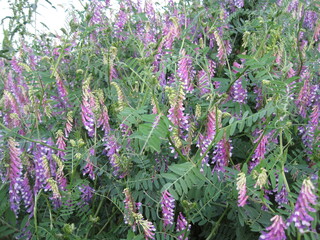 hairy vetch