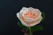 A single beautiful pink rose in close up in a vase against a black background