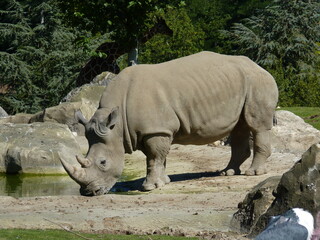 Wall Mural - Rhinocéros Zoo