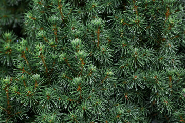 Natural freshness. The texture of a plant with raindrops. Natural green natural background. A coniferous tree species. Summer rain.