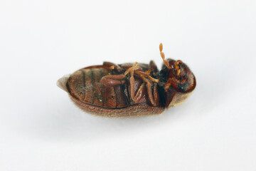 Wall Mural - Biscuit, drugstore or bread beetle (Stegobium paniceum), dead adult stored product pest lying on back.