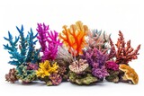 Fototapeta Do akwarium - Set of colorful coral reefs isolated on white background, underwater nature photography