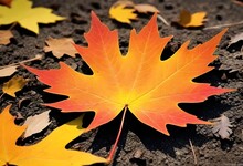 Vibrant Maple Leaf With Serrated Edges Autumn Embl (5)